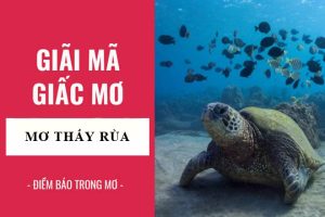 mơ thấy rùa đánh số gì